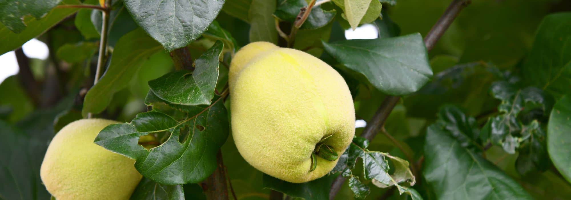 Quince tree: how to choose the right variety?