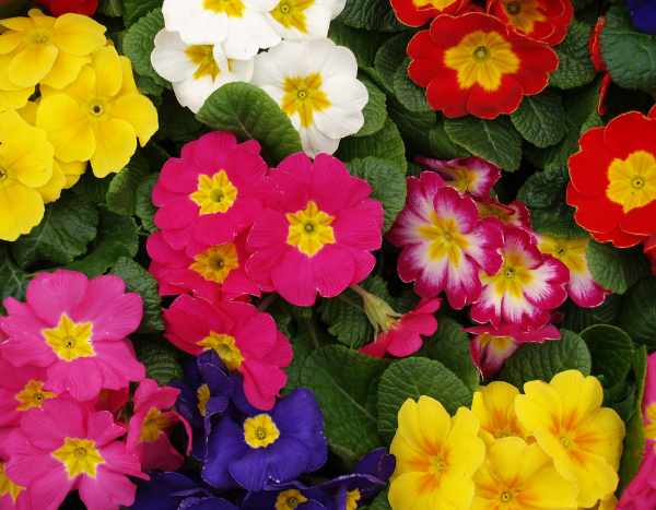How to divide primroses?