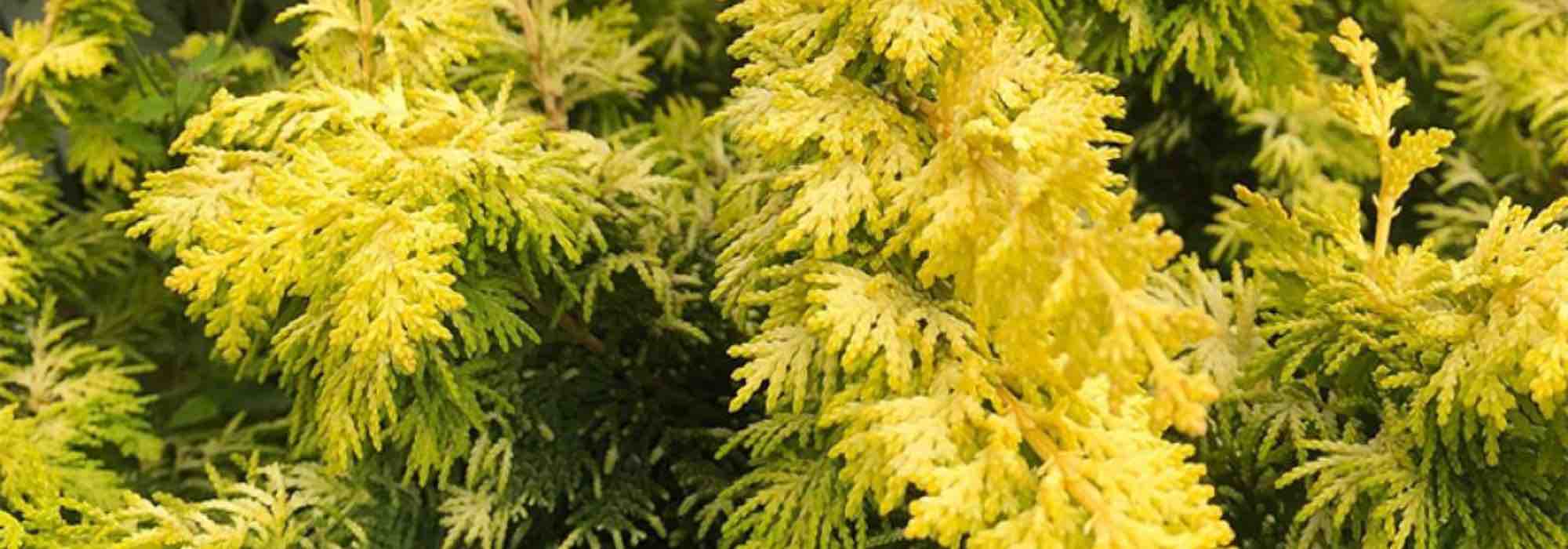 7 golden conifers to plant in a rock garden