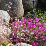 Create an alpine rockery.