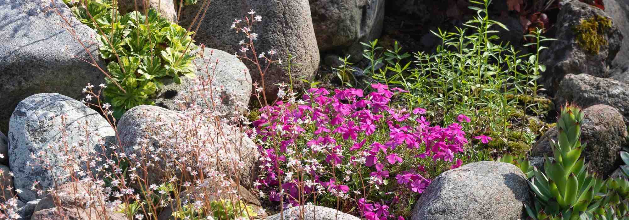 Create an alpine rockery.