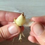 How to propagate bulbs by scaling?