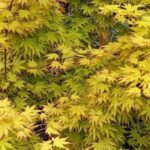 Which Japanese maples can be grown in pots?