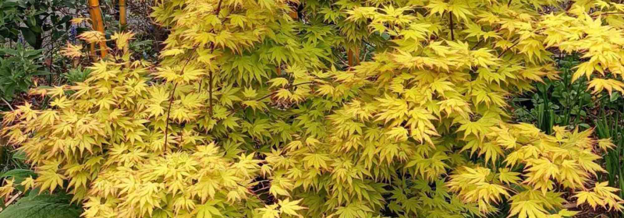 Which Japanese maples can be grown in pots?