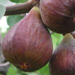 Why isn’t my fig tree bearing fruit?