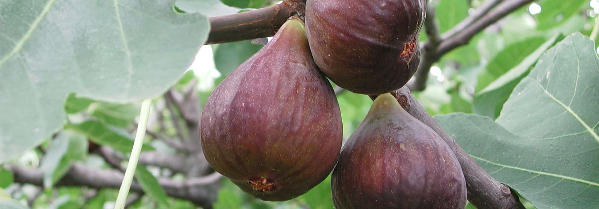 Why isn’t my fig tree bearing fruit?