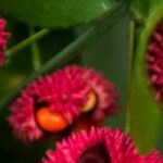 7 decorative-fruited euonymus