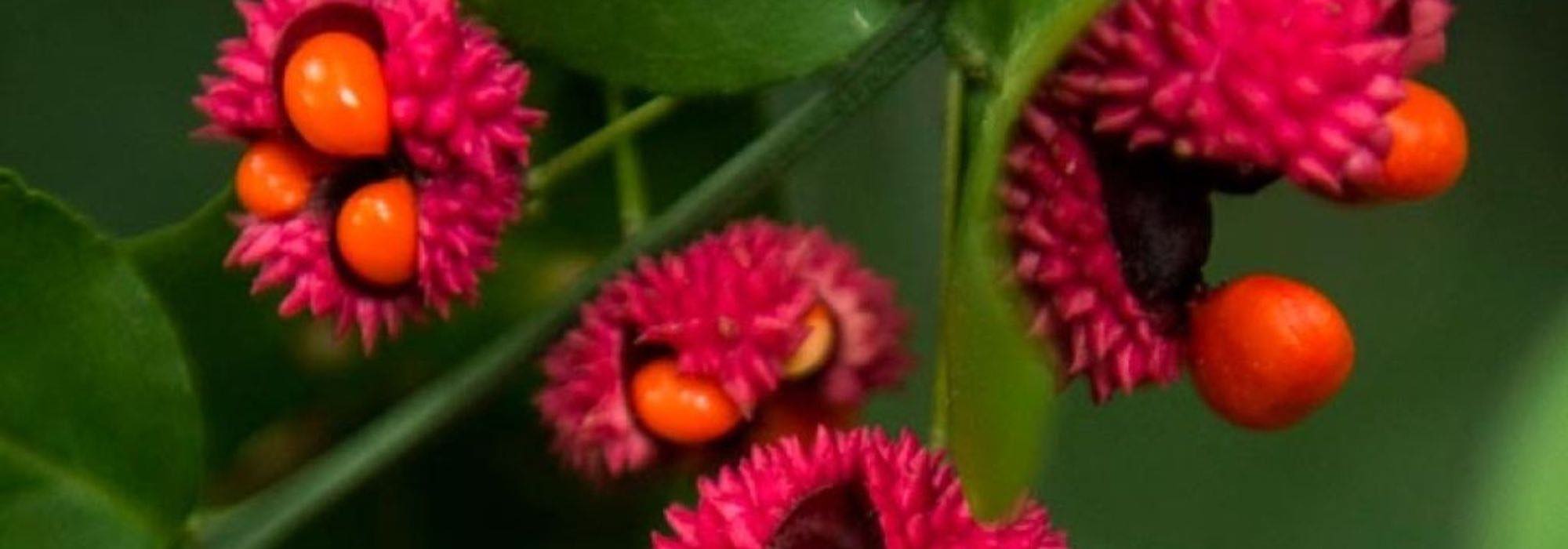 7 decorative-fruited euonymus