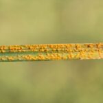 Diseases and parasites of ornamental grasses.