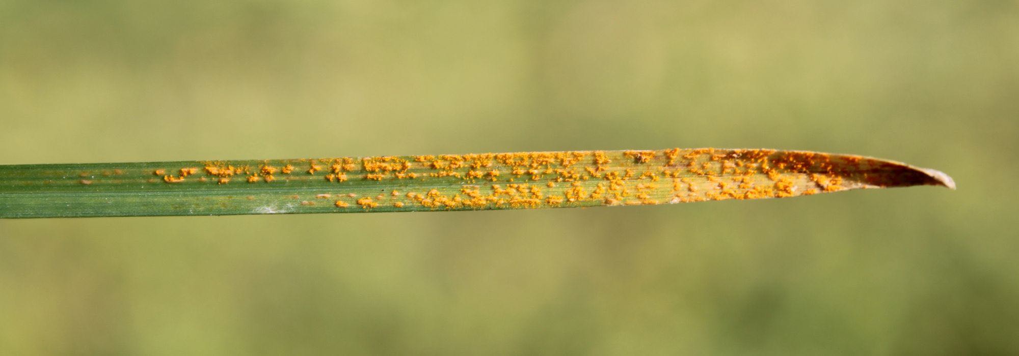 Diseases and parasites of ornamental grasses.