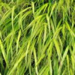 7 ornamental grasses with golden-yellow foliage.