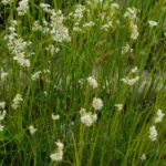 Top 10 ornamental grasses for heavy clay soil