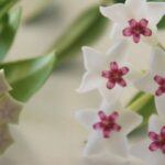 How to grow Hoya?