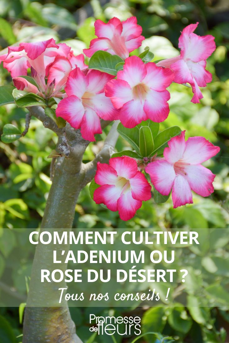 planting and caring for desert rose (adenium)