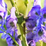 Toxic plants in Nature