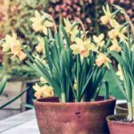 Planting and care of potted narcissus bulbs