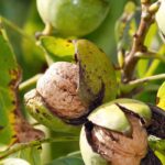 Why isn't my walnut tree bearing fruit?