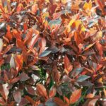 Growing a photinia in a pot