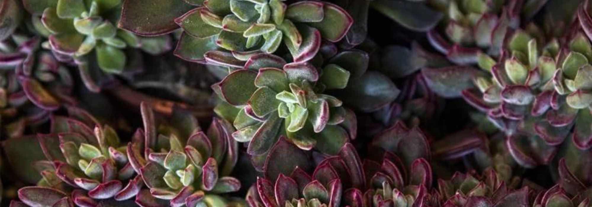 Exotic and easy-care: discover rosette-forming succulents.