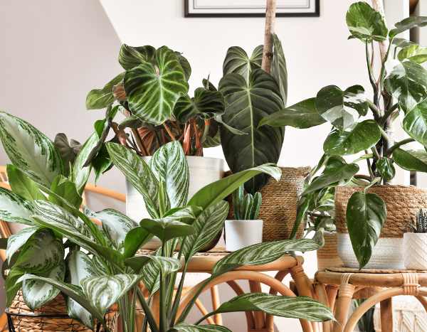 Naturally air-purifying plants