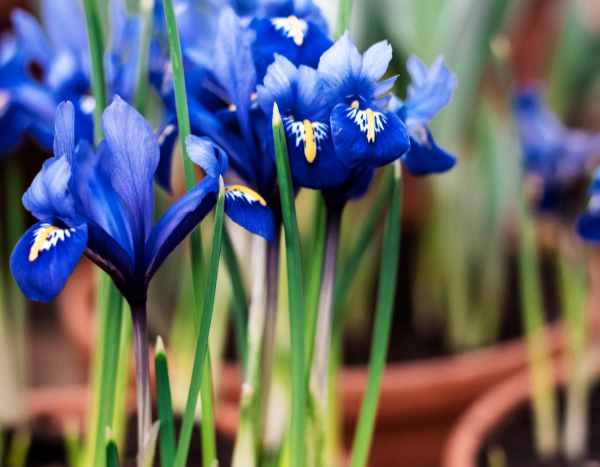 How to plant Dutch iris bulbs?