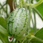 Garden of Curiosities: 7 astonishing plants to discover