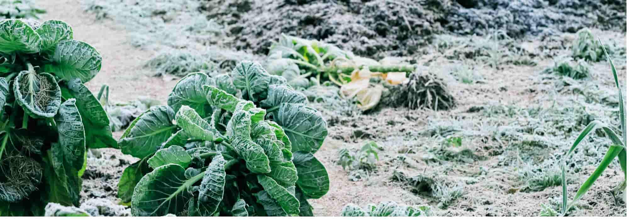 Vegetable garden: stock up on vegetables for winter.