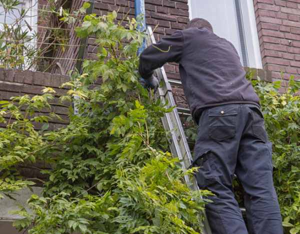 When and how to prune a wisteria?