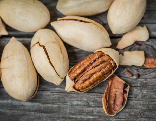 Harvesting and storing pecans: our tips
