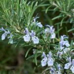 How to prune rosemary on a stem?