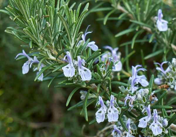 How to prune rosemary on a stem?