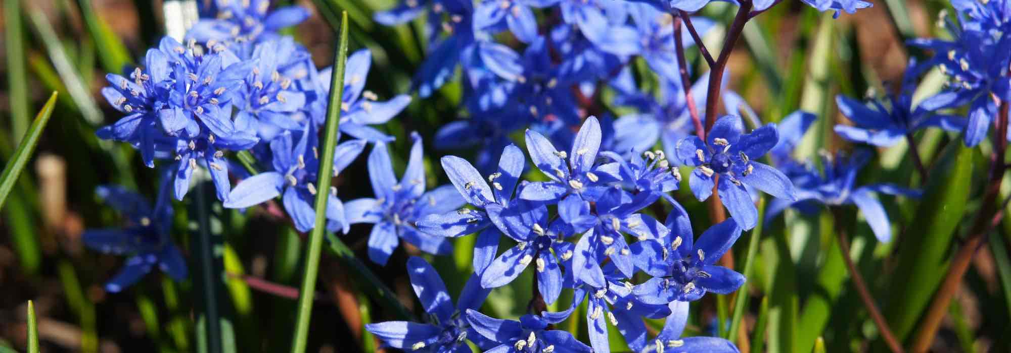 How to grow Scilla in a pot?
