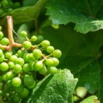 Why aren't there any grapes on my vine?