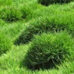 Zoysia tenuifolia or Mascarene Grass: Planting, Growing and Care