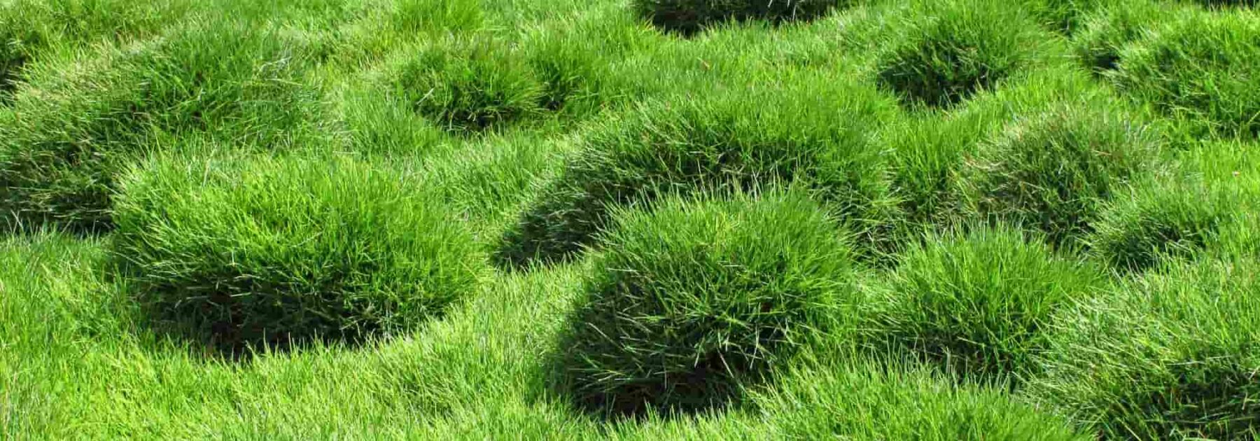 Zoysia tenuifolia or Mascarene Grass: Planting, Growing and Care