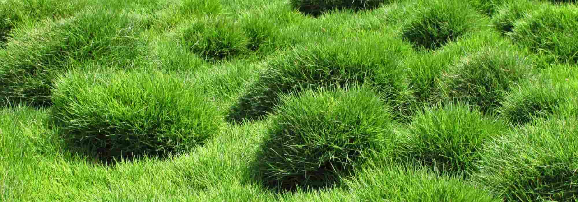 Zoysia tenuifolia or Mascarene grass : planting, growing, and care