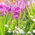 3, 5, 7, 9: the magic numbers for a successful perennial garden