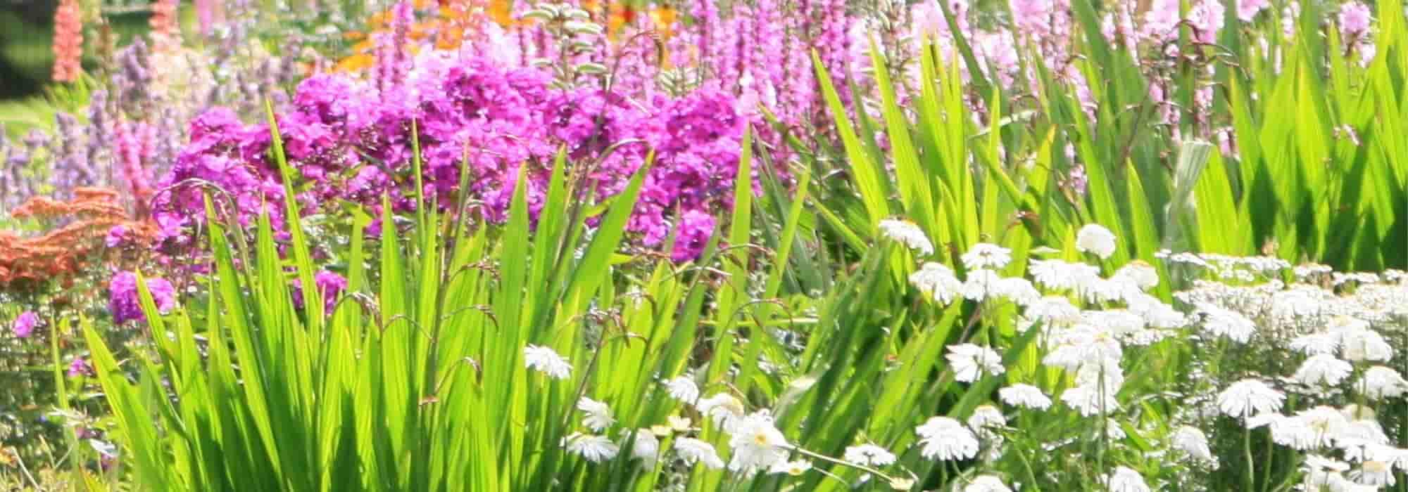 3, 5, 7, 9: the magic numbers for a successful perennial garden