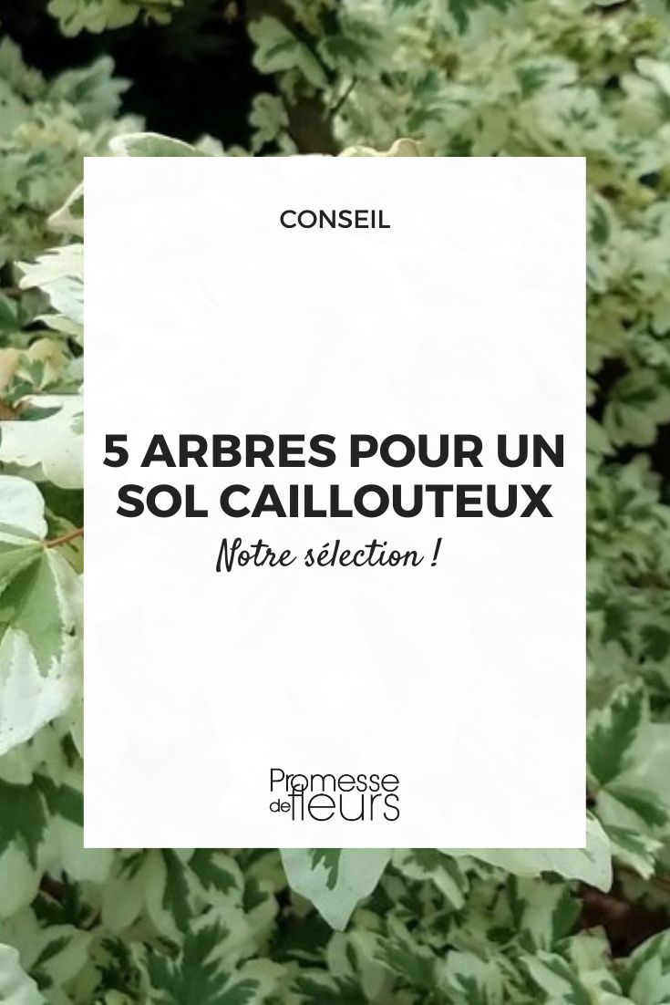 Acer campestre 'Carnival'