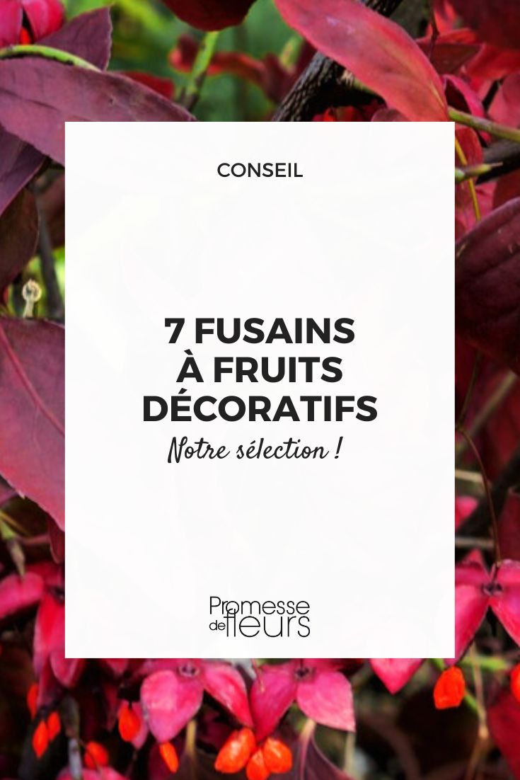 7 shrubs with decorative fruits Euonymus planipes