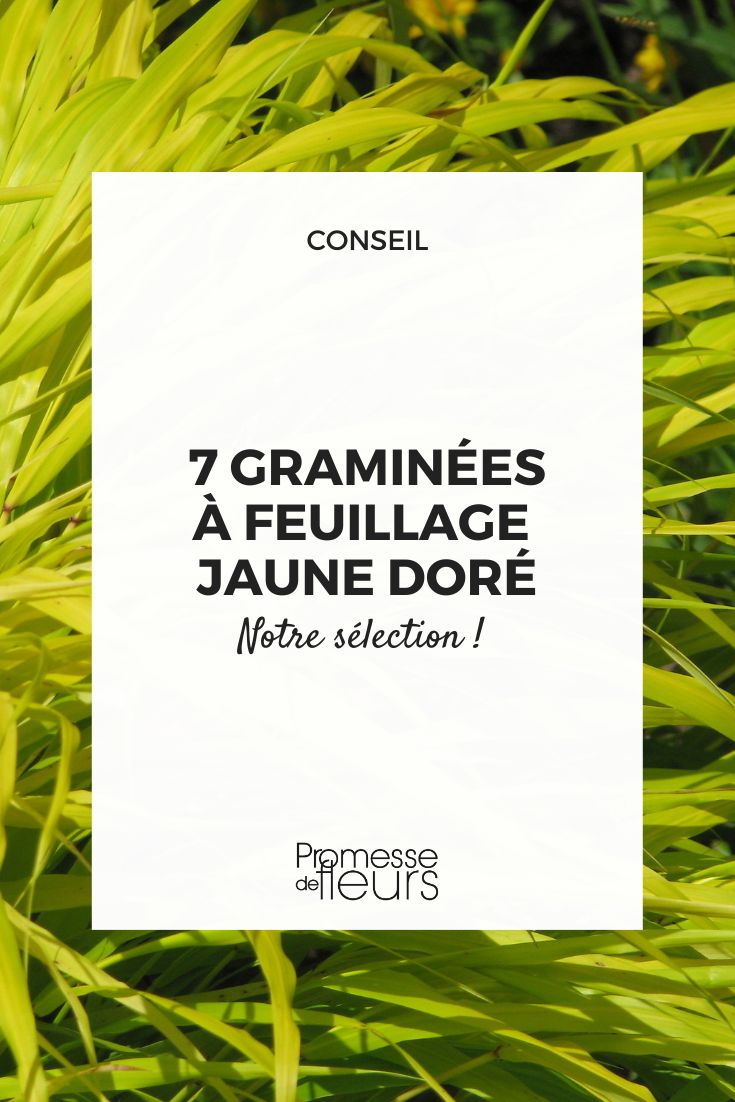 Hakonechloa macra 'Gold'