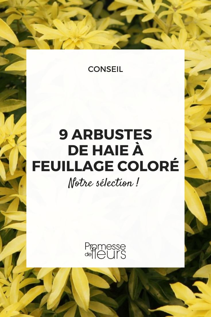 9 colourful foliage shrubs for hedges Choisya 'Goldfinger'