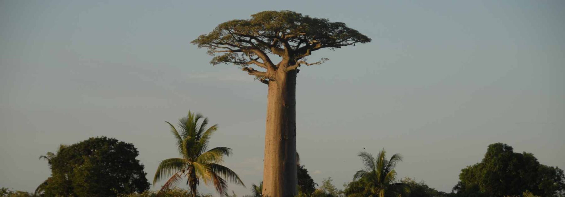 Adansonia - Baobab: Planting and Growing