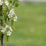 Standard tree, half-standard tree, coppice shoots: what are they?