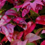 Which evergreen bushes for a colourful winter?