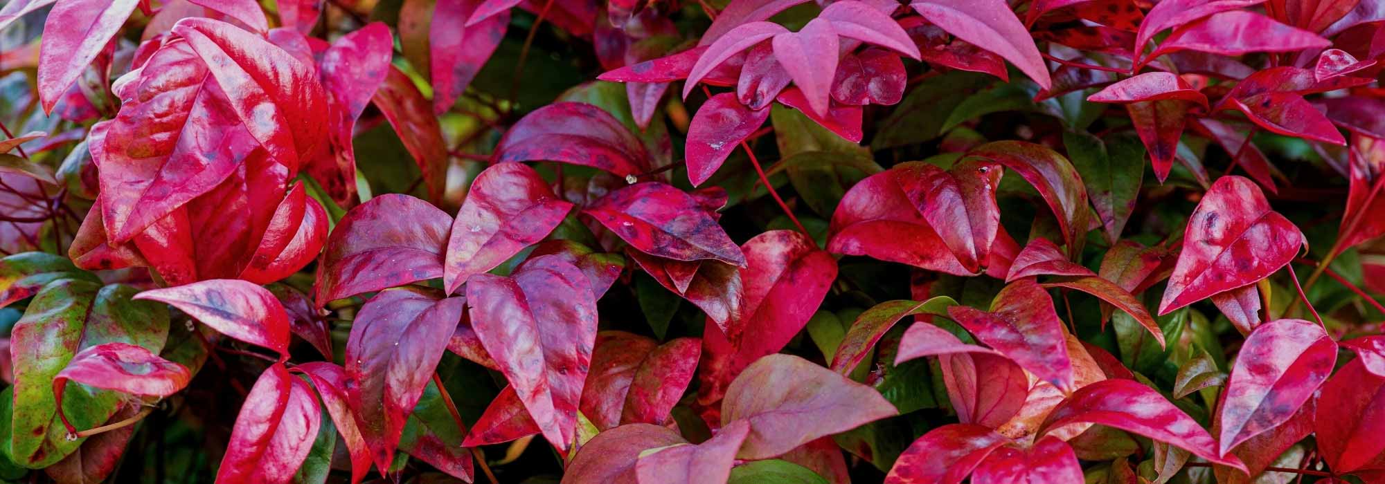Which evergreen bushes for a colourful winter?