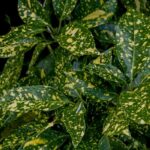 How to protect Aucuba from diseases and pests?