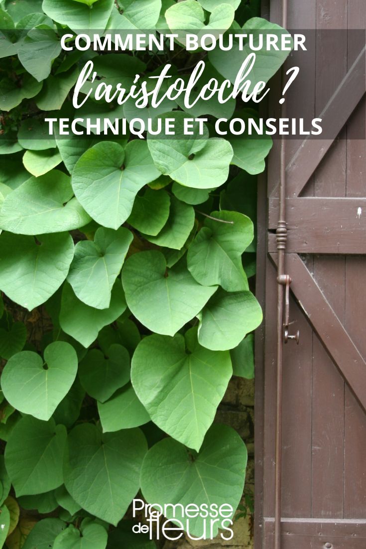 Aristolochia propagation by cuttings