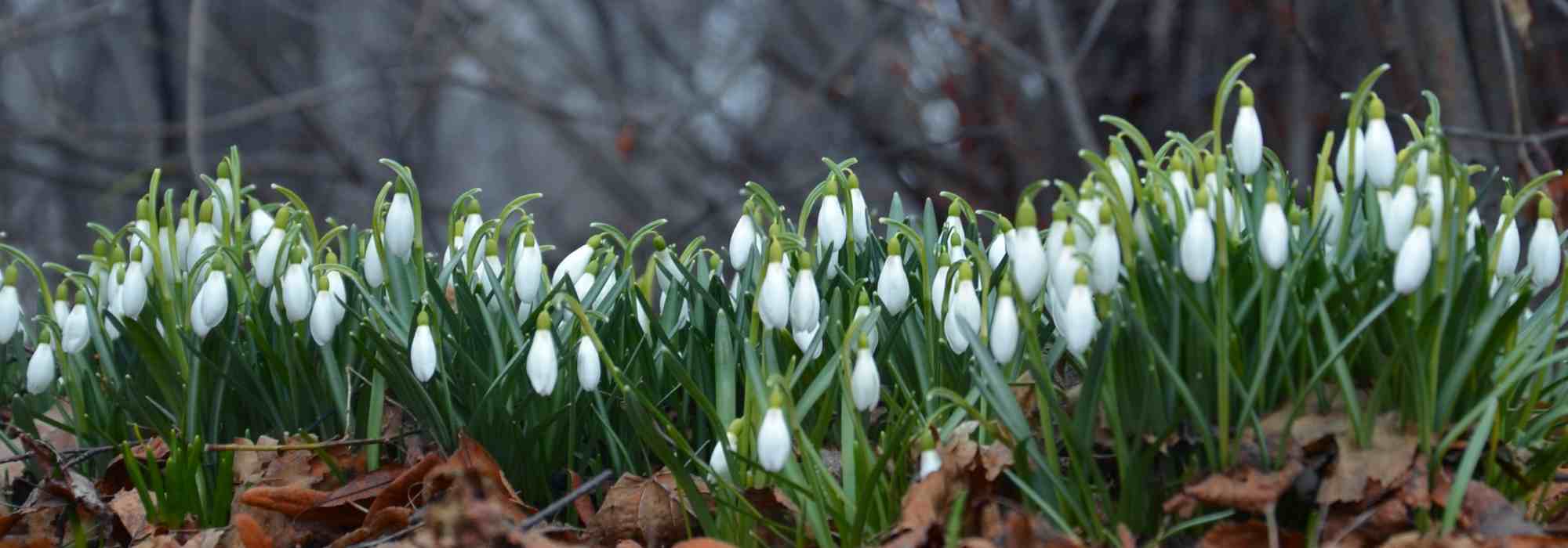 5 early winter flowering bulbs