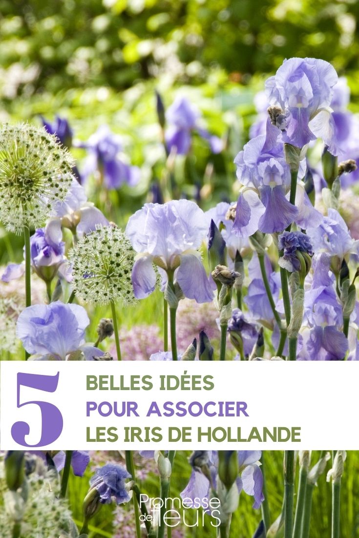 Ornamental Iris and Garlic